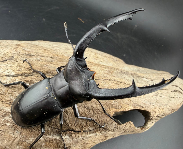 【WD】《マンディブラリスフタマタ 91mm ペア》