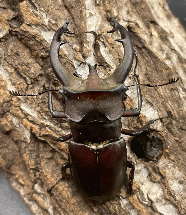 【WD】《フライミヤマクワガタ 70mm A’ペア》