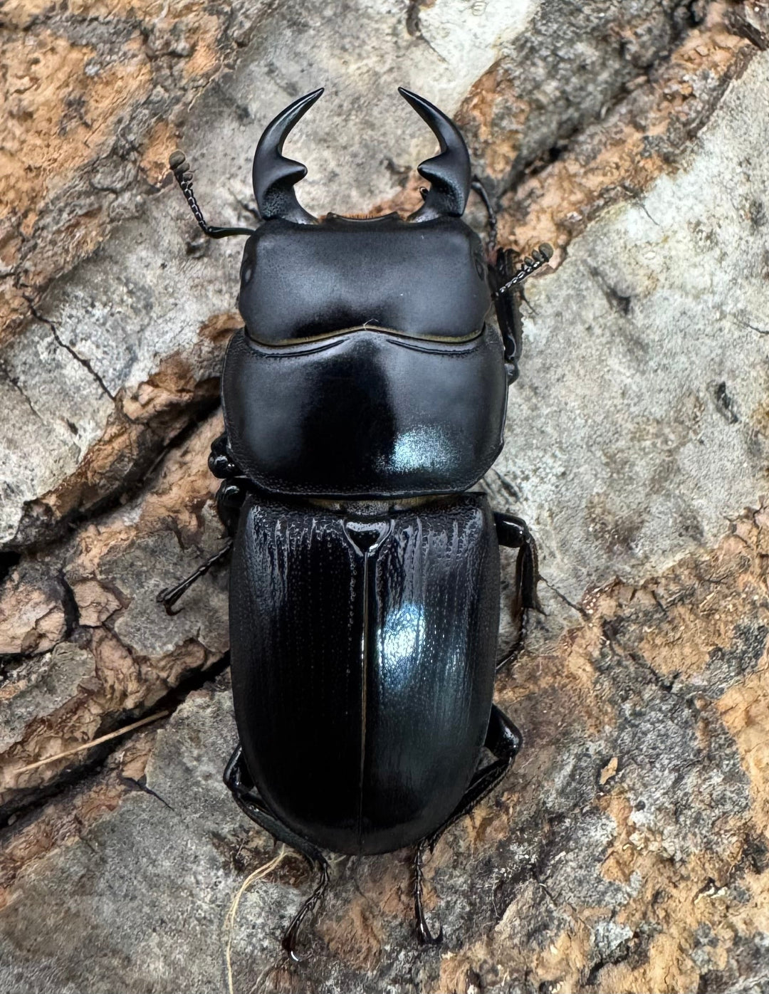 【WD】《ヒルティコルニス ssp. 31.5mm ペア》