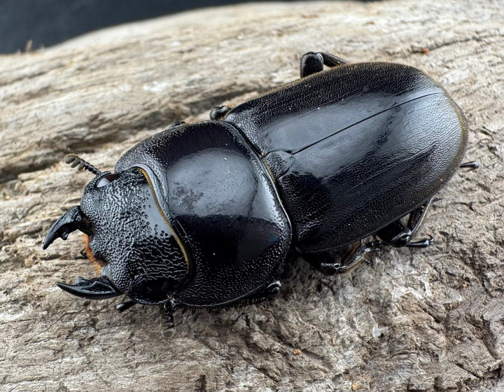 【WD】《西ペレンヒラタ（スラウェシオオヒラタ） 37mm ♀単》