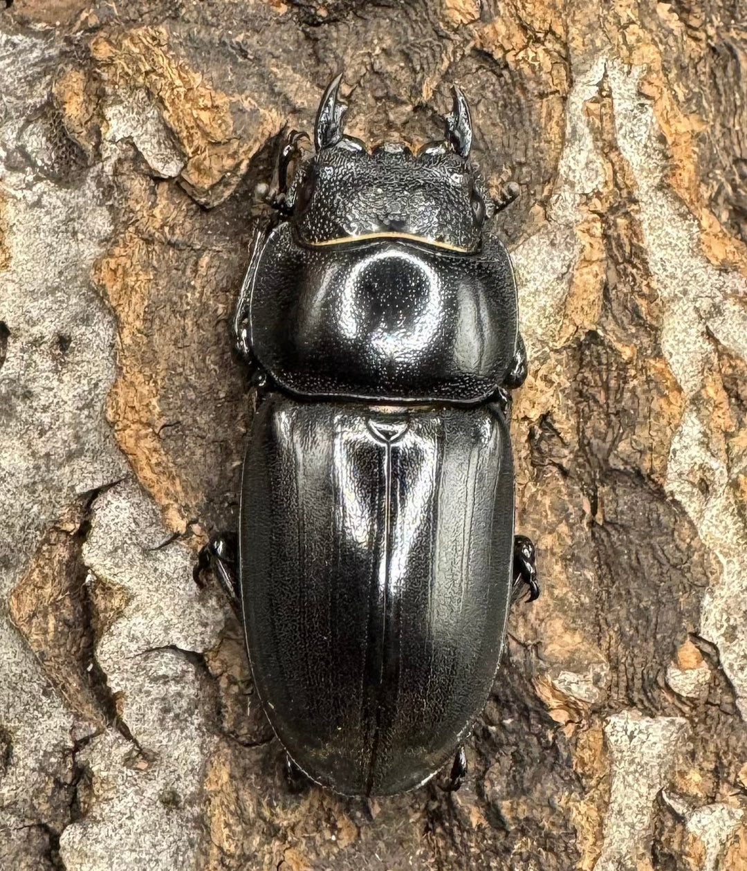 【WD】大型《ネバービスカヤヒラタ（カヤパヒラタ） 83mm ペア》