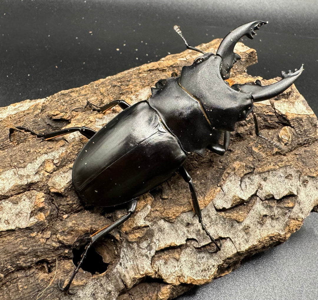 【WD】《アルケスツヤクワガタ 71mm ペア》