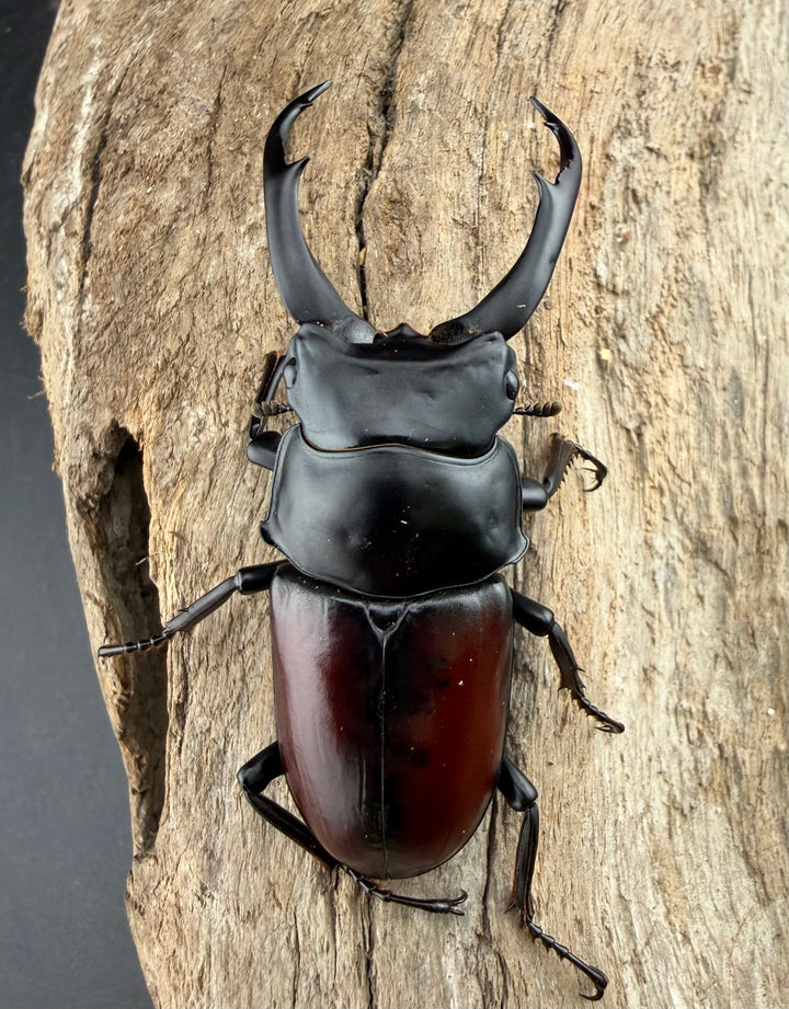 《ドンキエルコクワ原名亜種 ミャンマー産 67.5mm ペア》