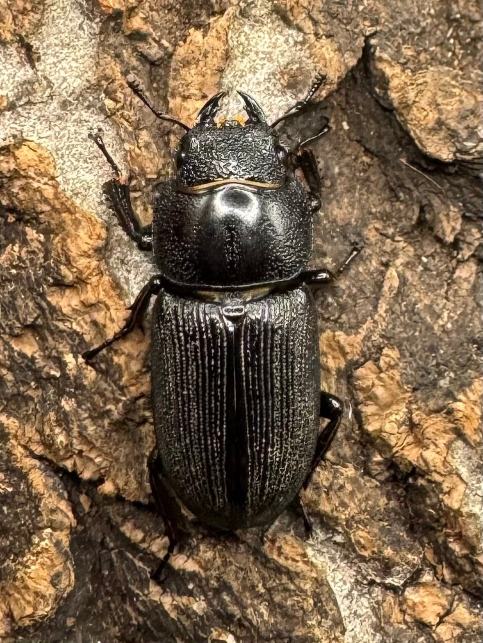 【WD】《ドルクス メンシウス 39mm ペア》