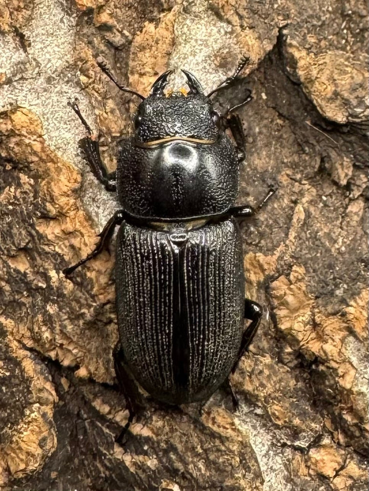 【WD】《ドルクス メンシウス 39mm ペア》