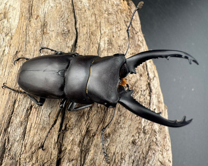 【WD】《トンキンノコギリヒラタ 海南省産 49.5mm ペア》