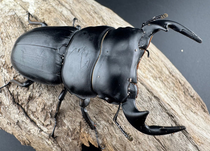 【WD】《アンタエウスオオクワ亜種miyashitai 74mm ペア》