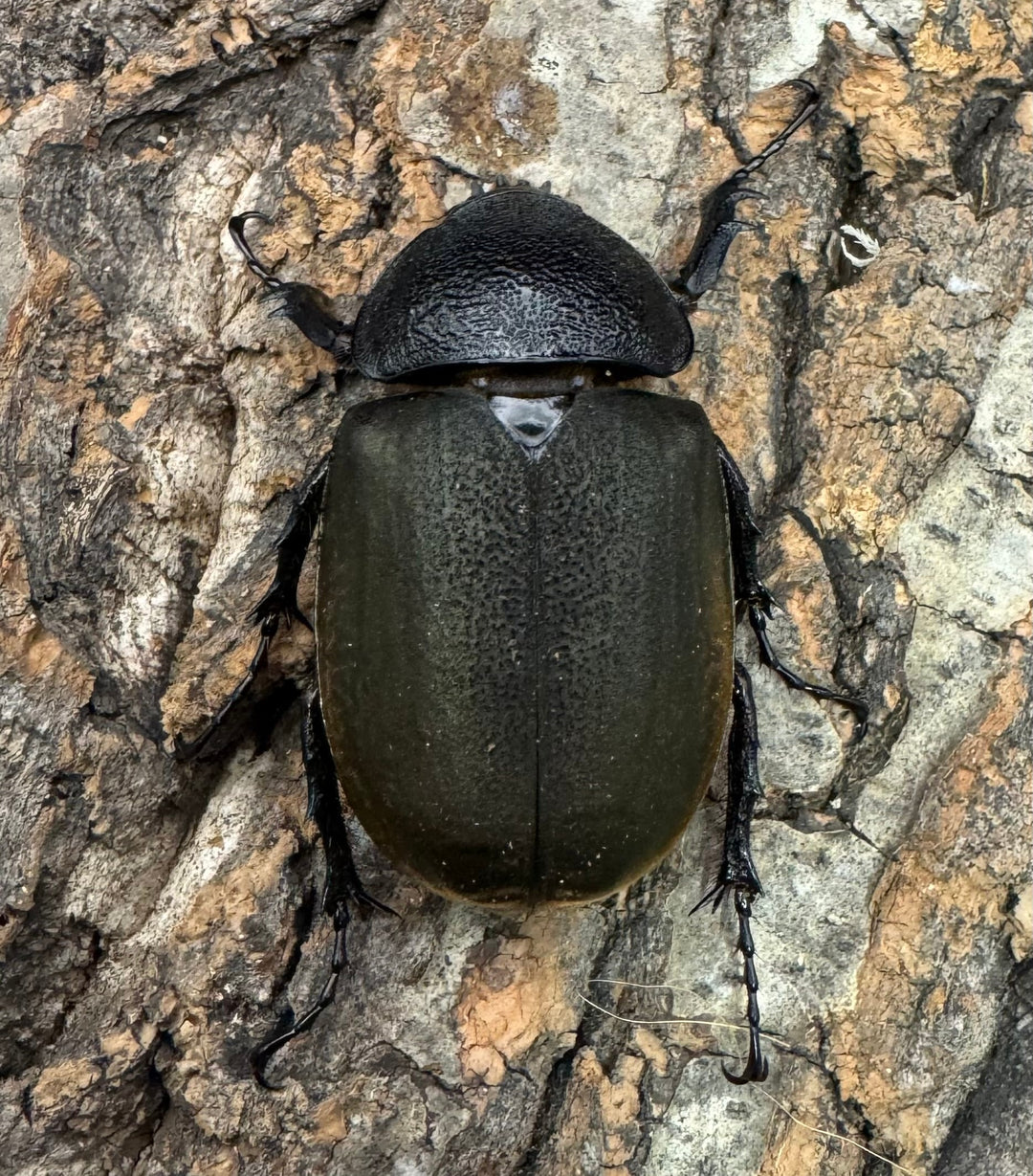 【WD】《ジャワコーカサスオオカブト 96mm ペア》