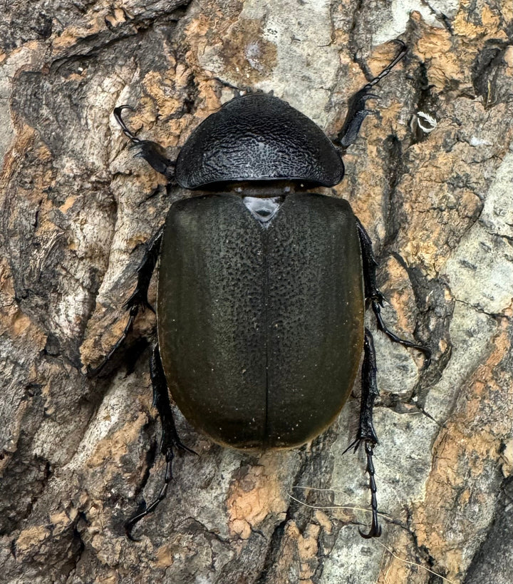 【WD】《ジャワコーカサスオオカブト 96mm ペア》