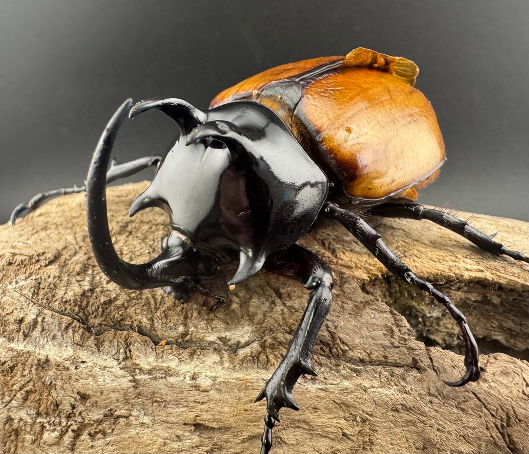 【WD】《スキットゴホンツノカブト 65mm ペア》