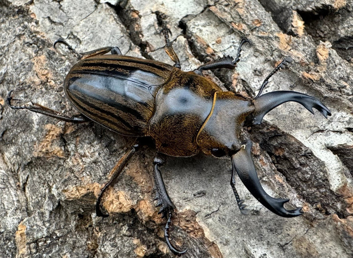 【WD】《ストリアータツヤクワガタ 44mm ペア》