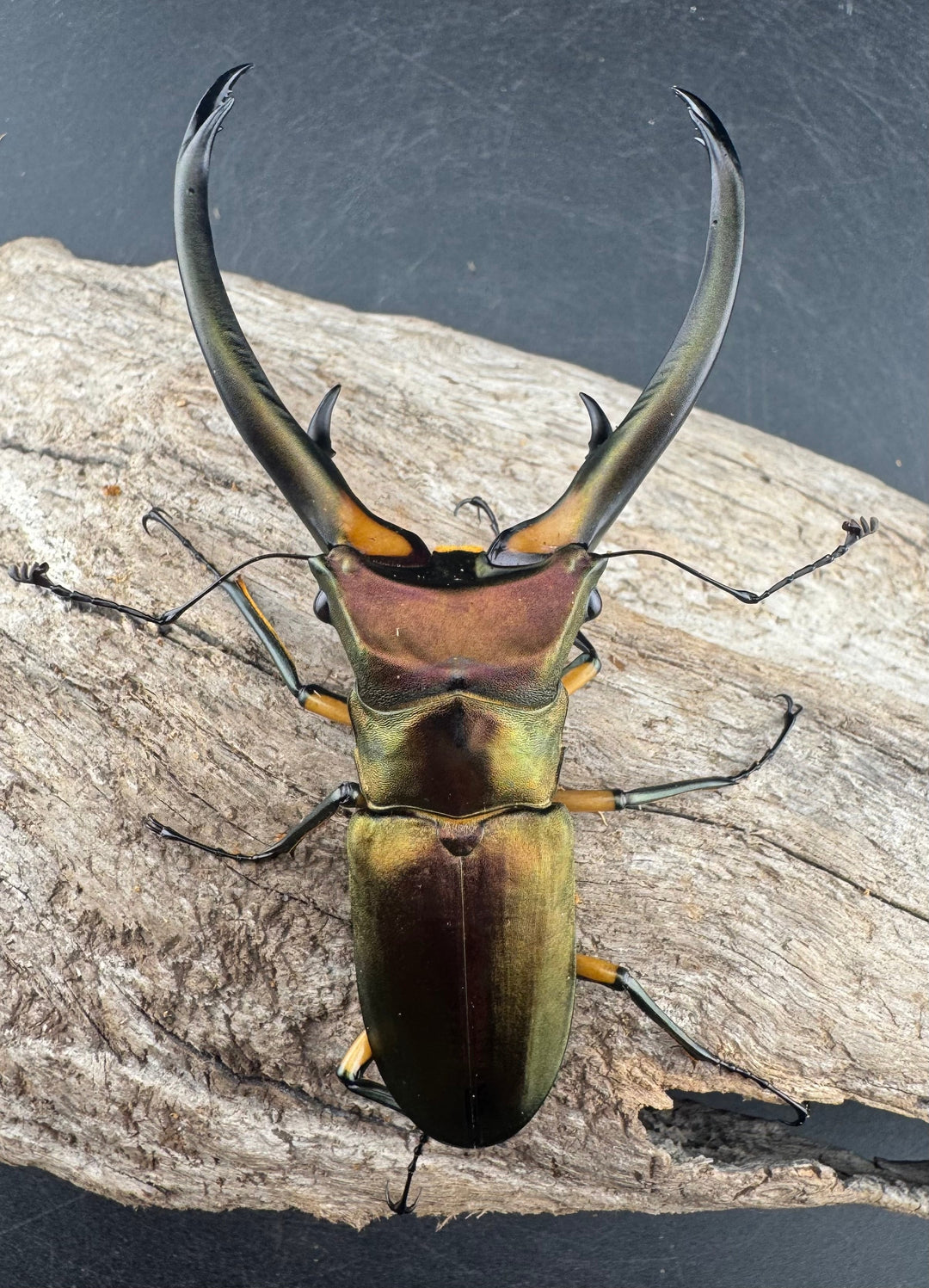 【WD】《エラフスホソアカ 91.5mm ペア》