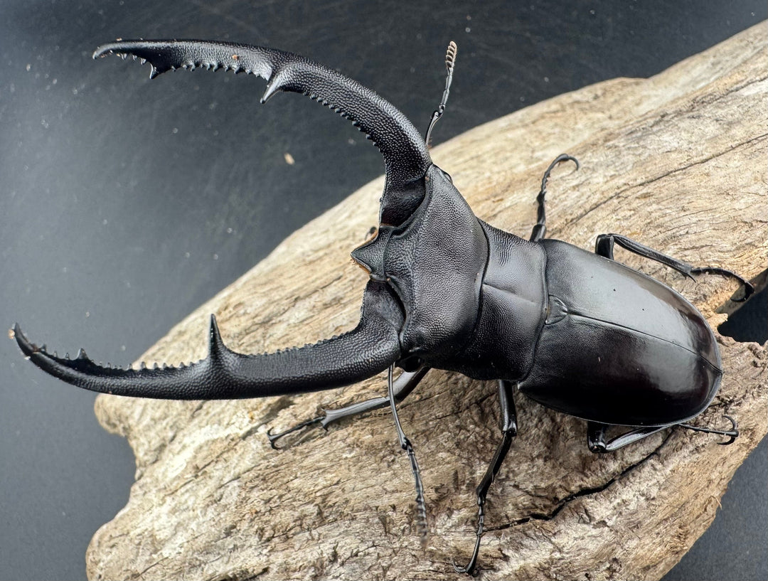 【WD】《マンディブラリスフタマタ 89.5mm ペア》