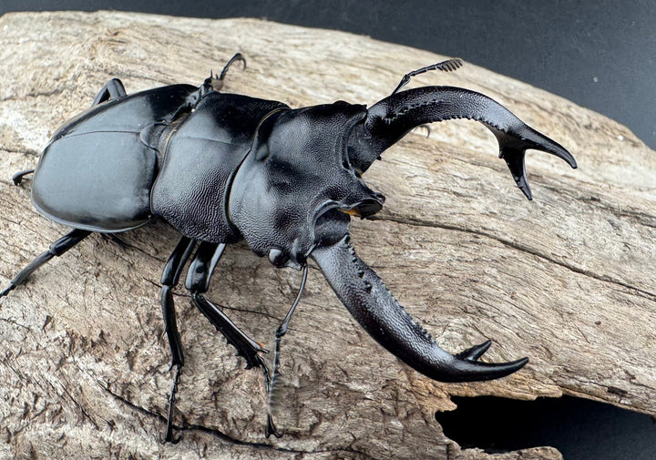 【WD】《ブケットフタマタクワガタ 74mm ペア》