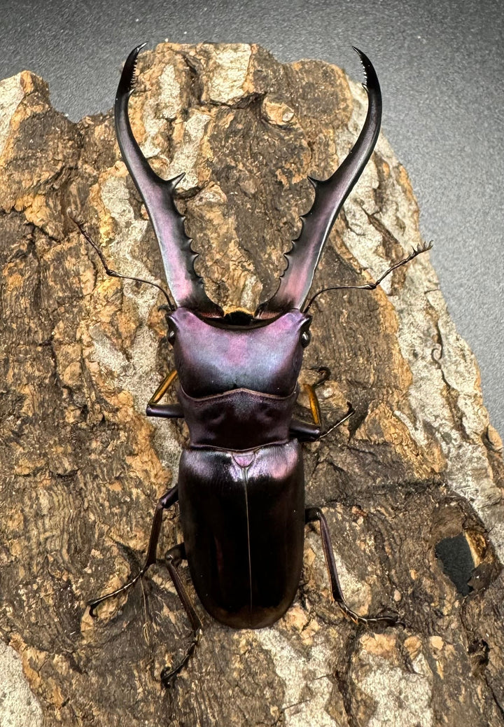 【美麗】《メタリフェルホソアカ 75mm ペア》わたくわ氏ブリード個体