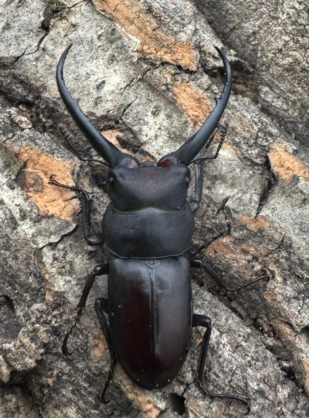 【WD】《グラキリスノコギリヒラタクワガタ 40mm ペア》