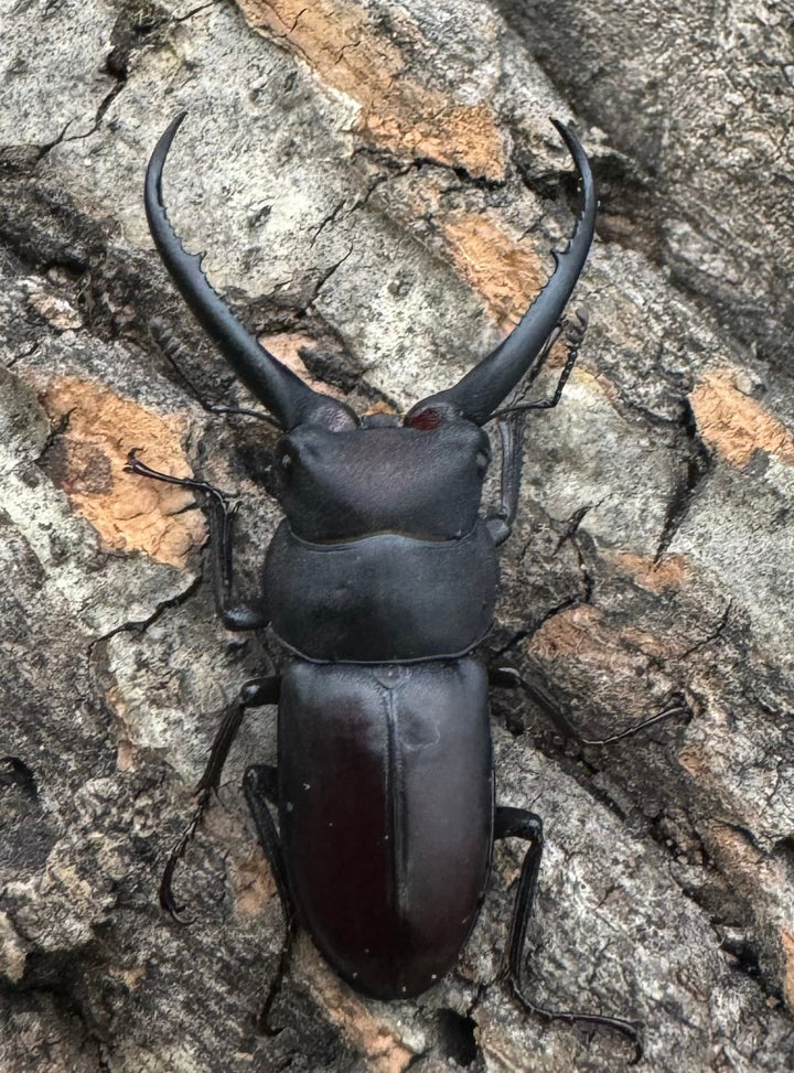 【WD】《グラキリスノコギリヒラタクワガタ 40mm ペア》