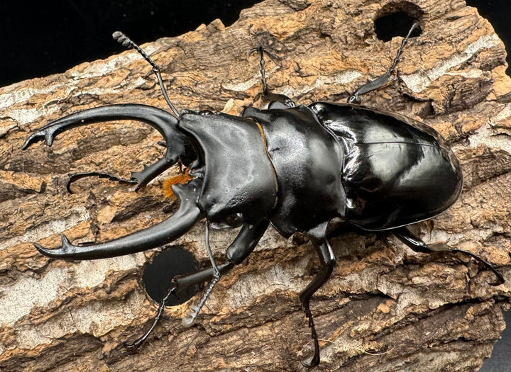 【WD】《ダールマンツヤクワガタ亜種celebensis 87mm ペア》