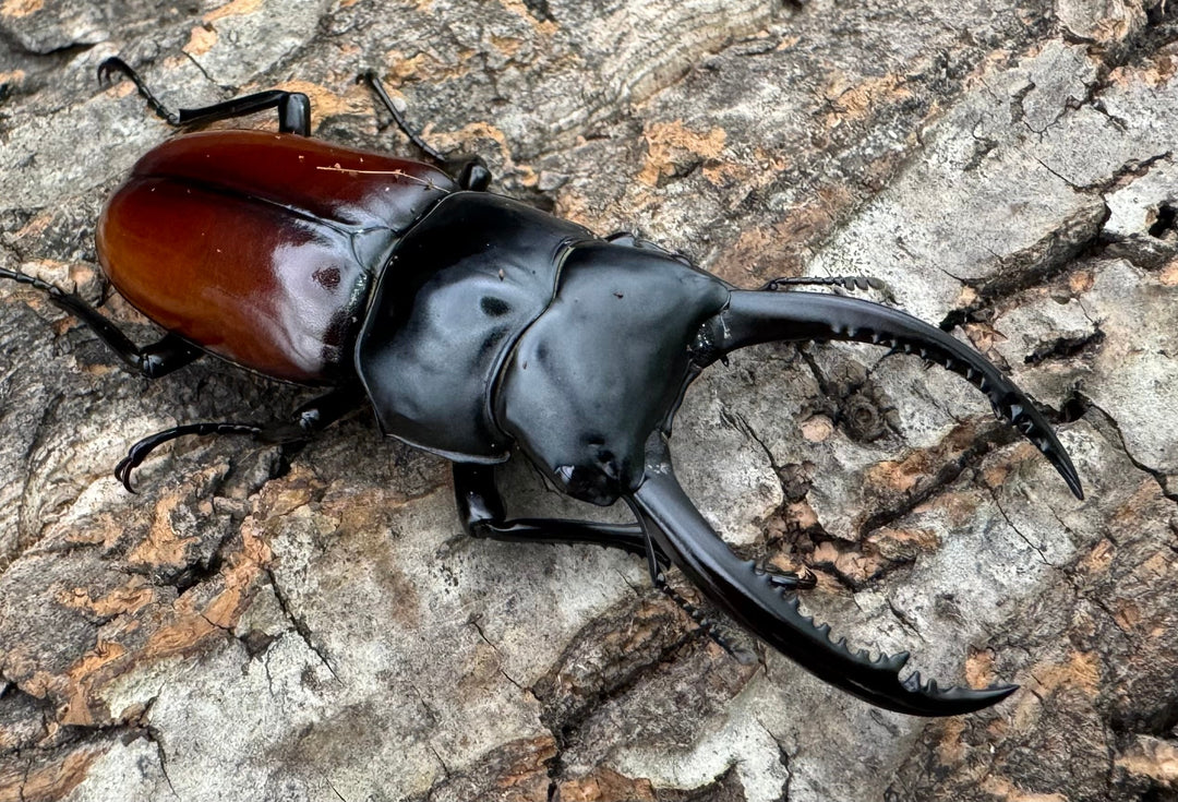 《アローコクワ亜種リエン 71mm ♂♀♀トリオ》