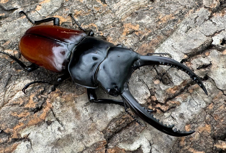 《アローコクワ亜種リエン 71mm ♂♀♀トリオ》