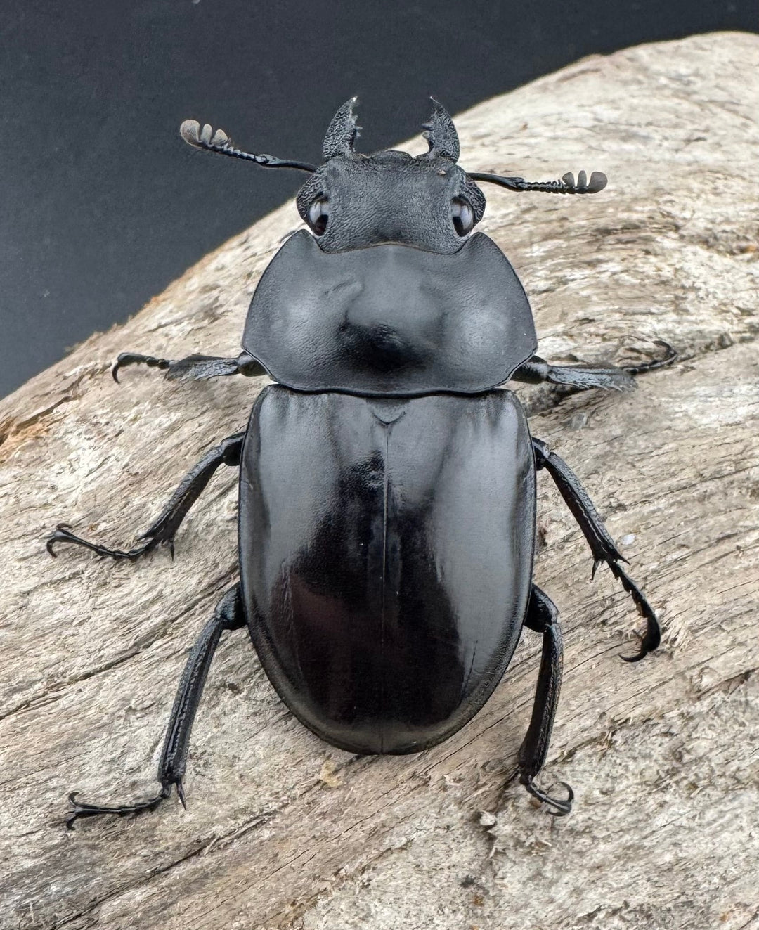 【WD】《ラティペニスツヤクワガタ 57mm ペア》