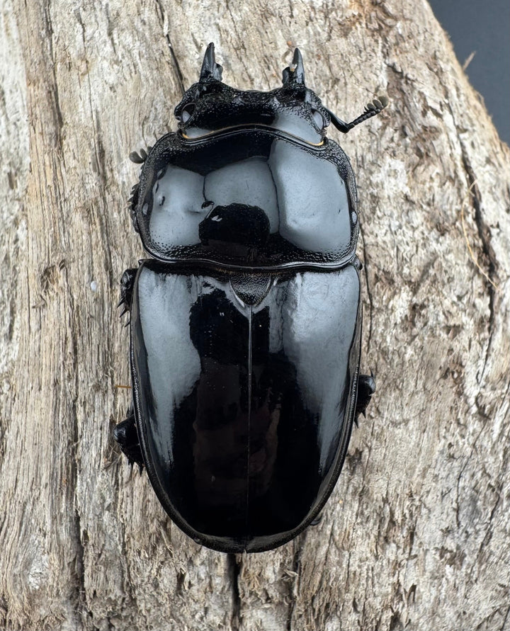 《レギウスオオツヤクワガタ 81mm ペア》