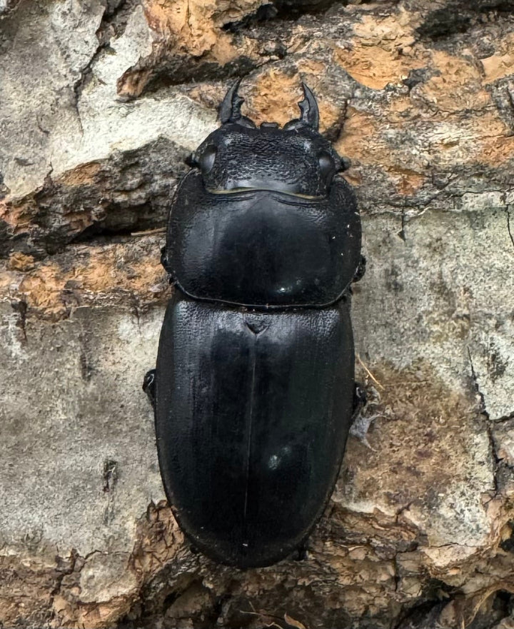 【WD】短歯《ブッダノコギリ ミンダナオ島産 34.5mm ペア》