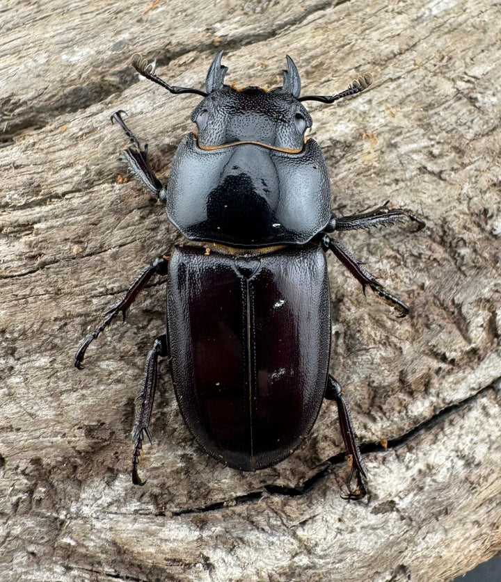 【WF7】《アンドレアスノコギリヒラタ 53mm ペア》