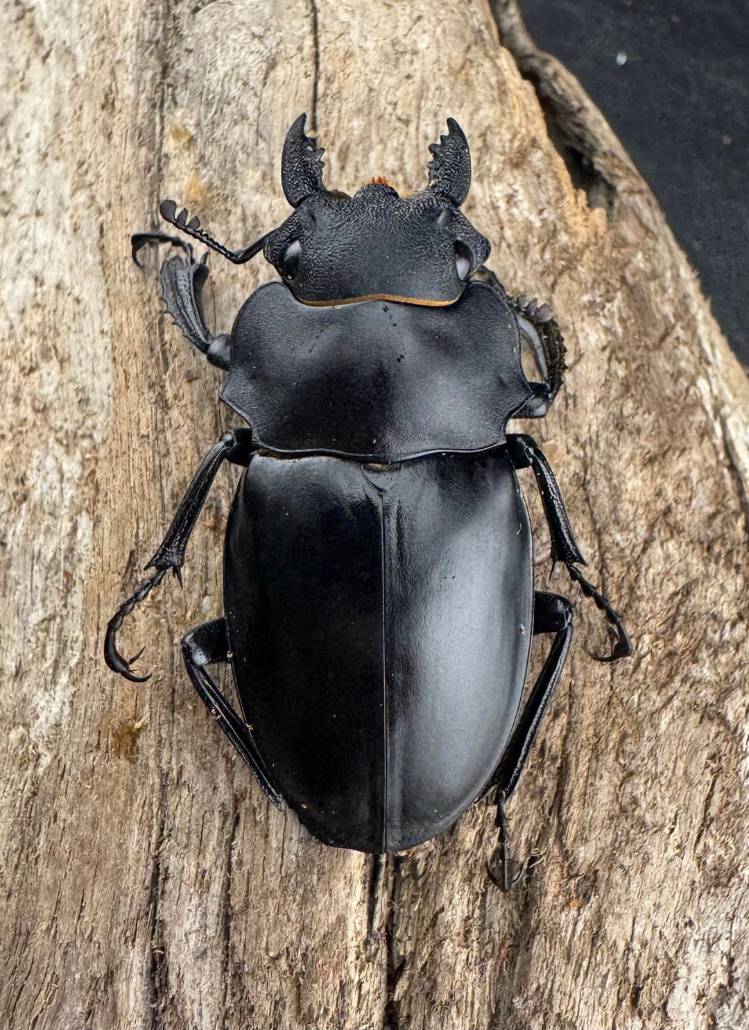 【WD】大型《アルケスツヤクワガタ 92mm ペア》