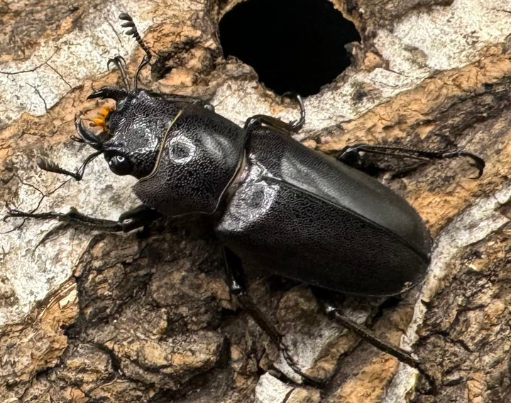 【美麗】《メタリフェルホソアカ 69mm ペア》わたくわ氏ブリード個体