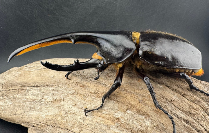 即ブリ《ヘラクレス・ヘラクレス 優良血統 139mm ペア》