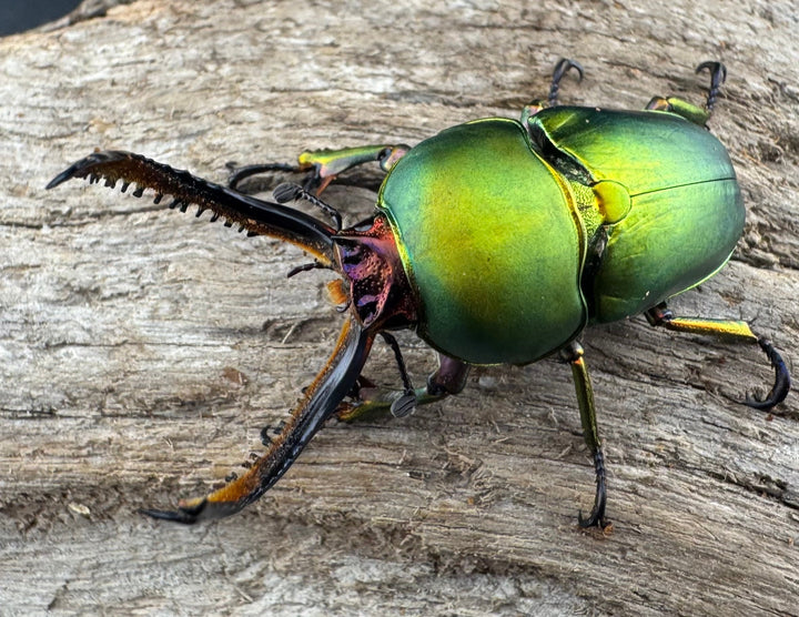 【WD】大型《パプアキンイロクワガタ アルファック産 45mm ペア》