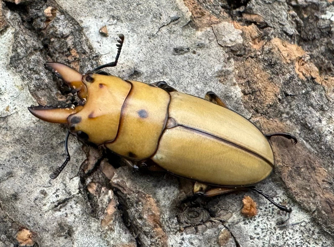 【WD】《オキピタリスノコギリ亜種astericus 27mm ペア》