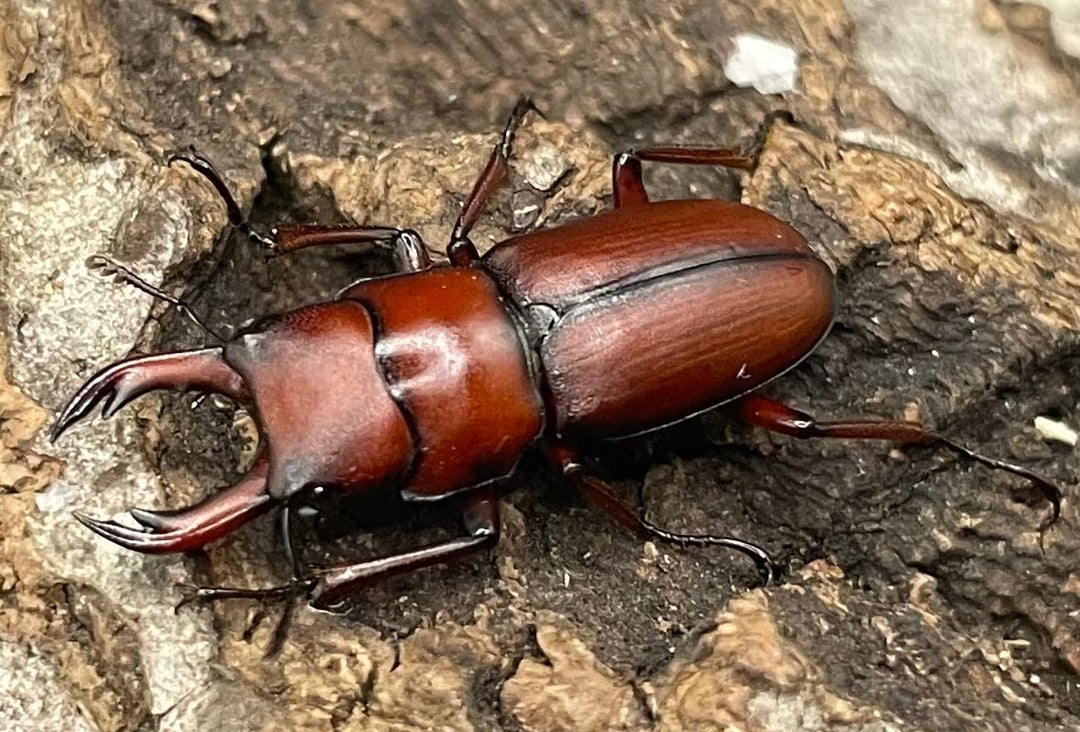 【WD】美麗種《ヨンレンセスジ ペア》