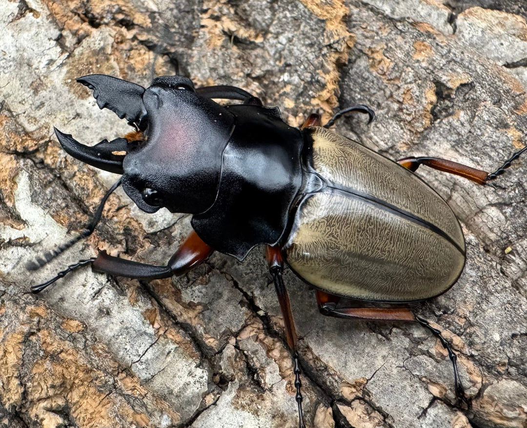 【WD】《フェモラリスツヤクワガタ亜種waterstradit 54.5mm A'品ペア》