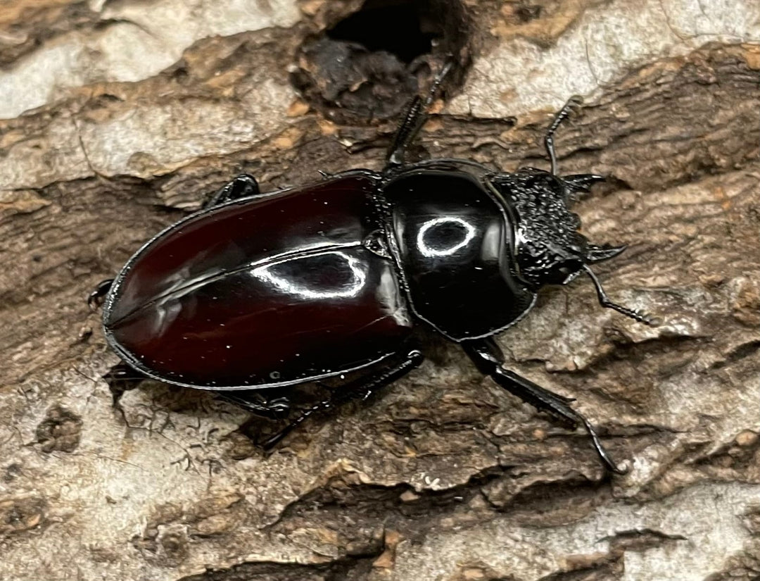 【WD】《オーベルチュールクロツヤシカクワガタ 42mm ペア》