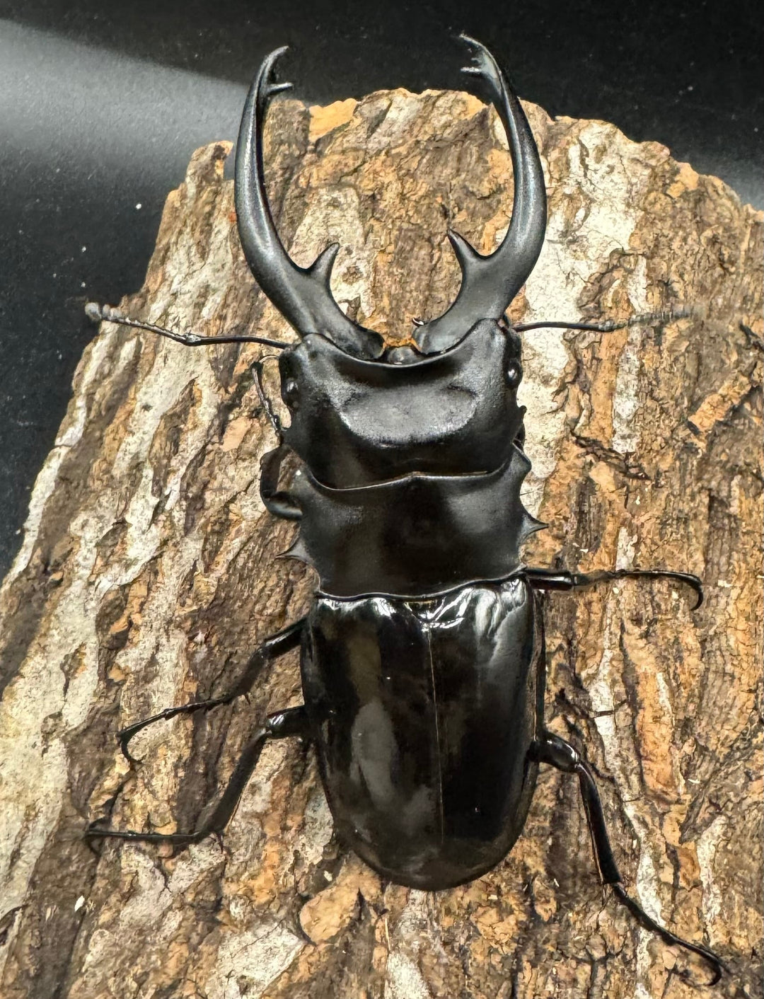 【WD】《インターメディアツヤクワガタ 84mm ペア》