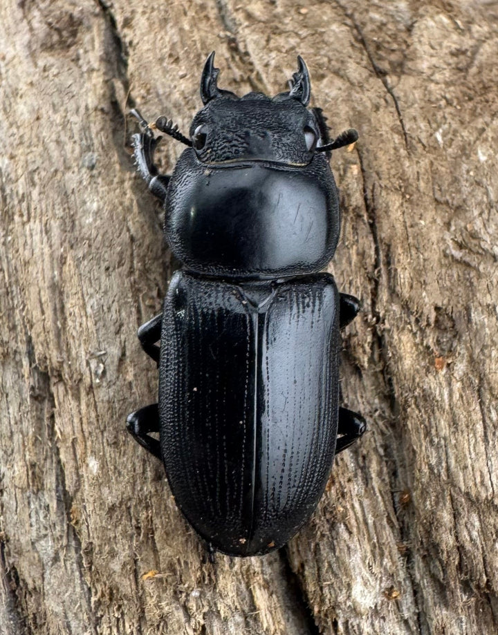 【WD】希少産地《ヤクシャオオクワ亜種gracilicornis 39mm ペア》