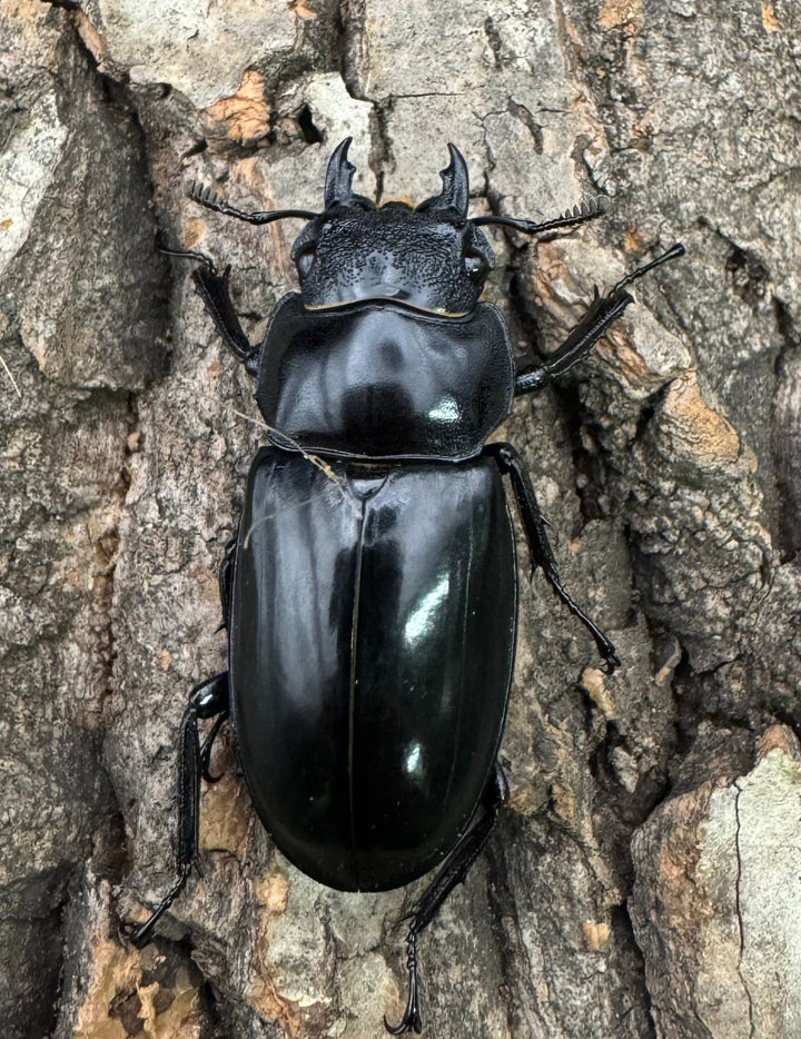 【WD】《セアカフタマタ（パリーフタマタ） 75mm A’品ペア》