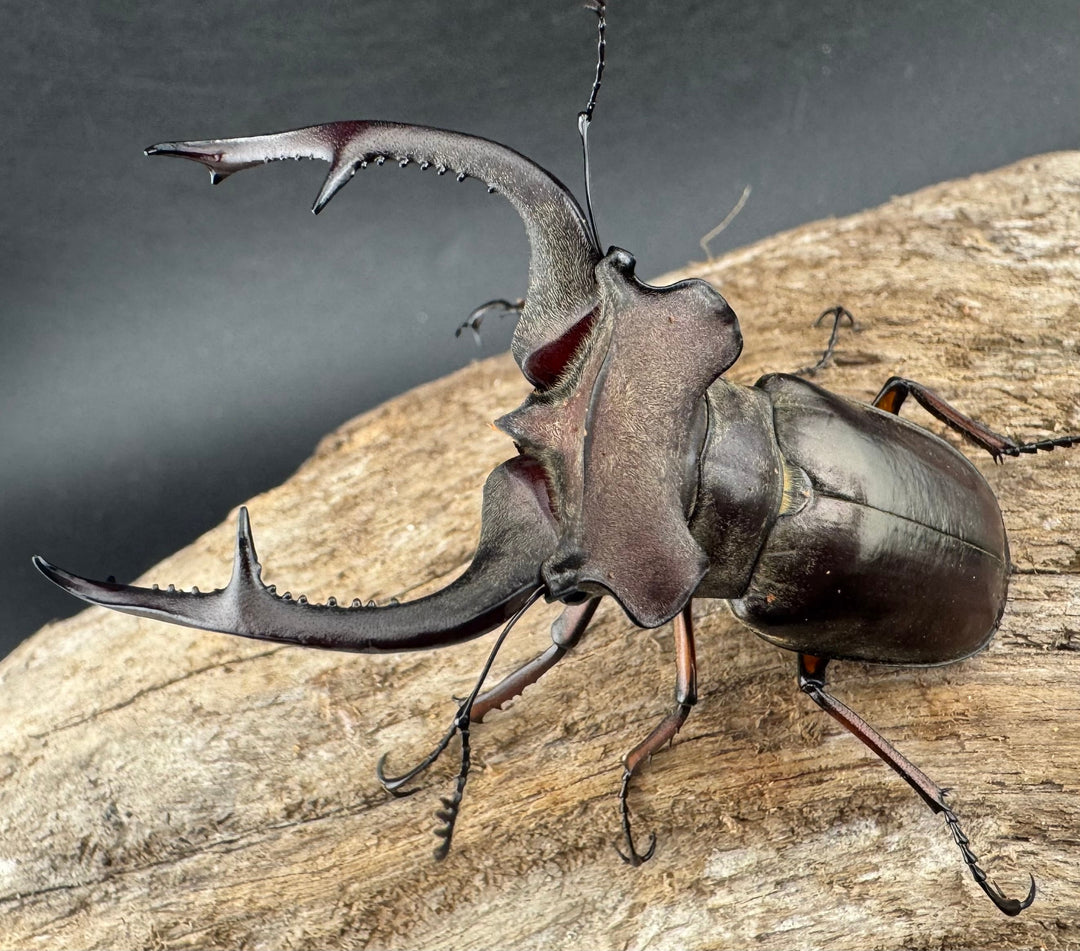 【WD】《クラーツミヤマ原名亜種 66mm ペア》