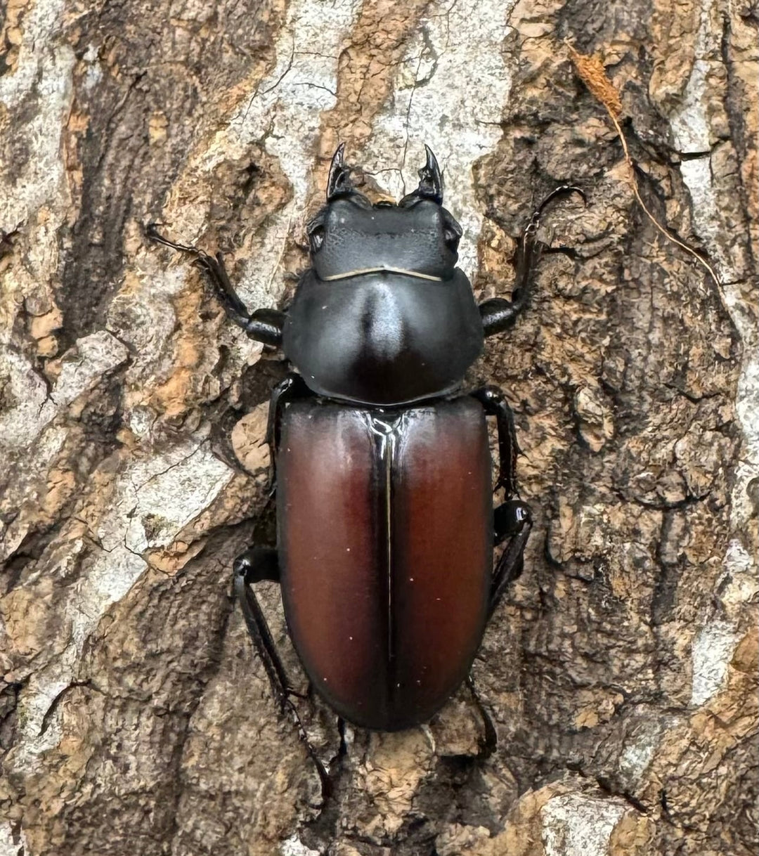 【WD】《マクレイコクワ 57mm ♂♀♀トリオ》