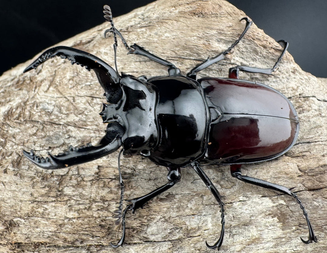 【WD】《オーベルチュールクロツヤシカ 52mm ペア》