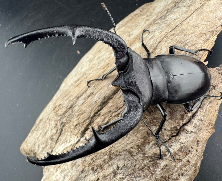 【WD】《マンディブラリスフタマタ 89.5mm ペア》