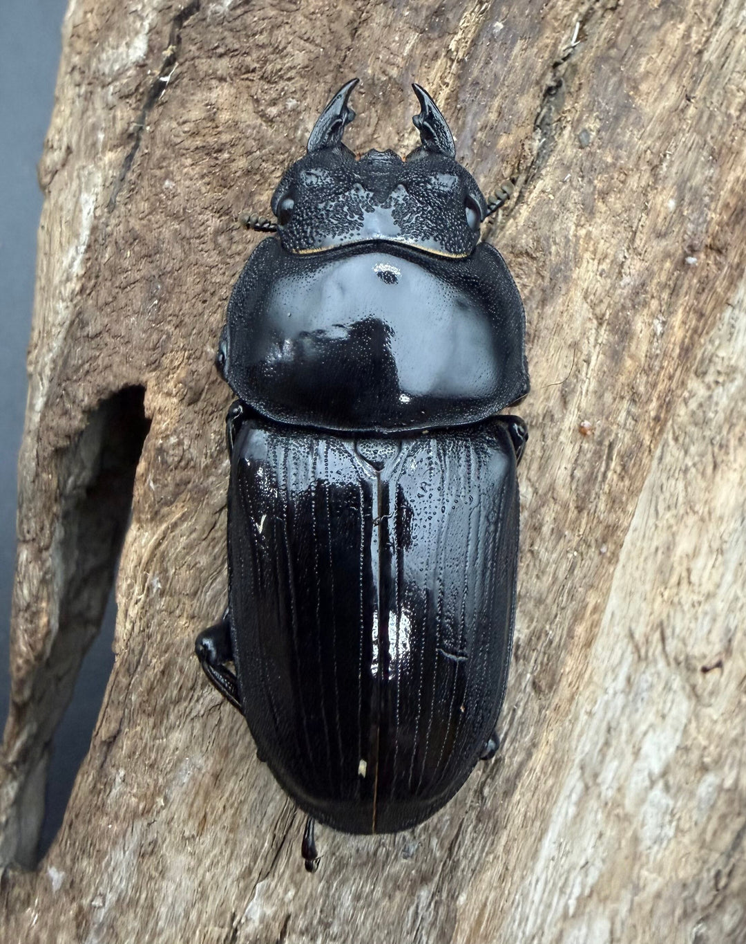 《オオクワガタ 能勢SR血統 52mm ♀単》
