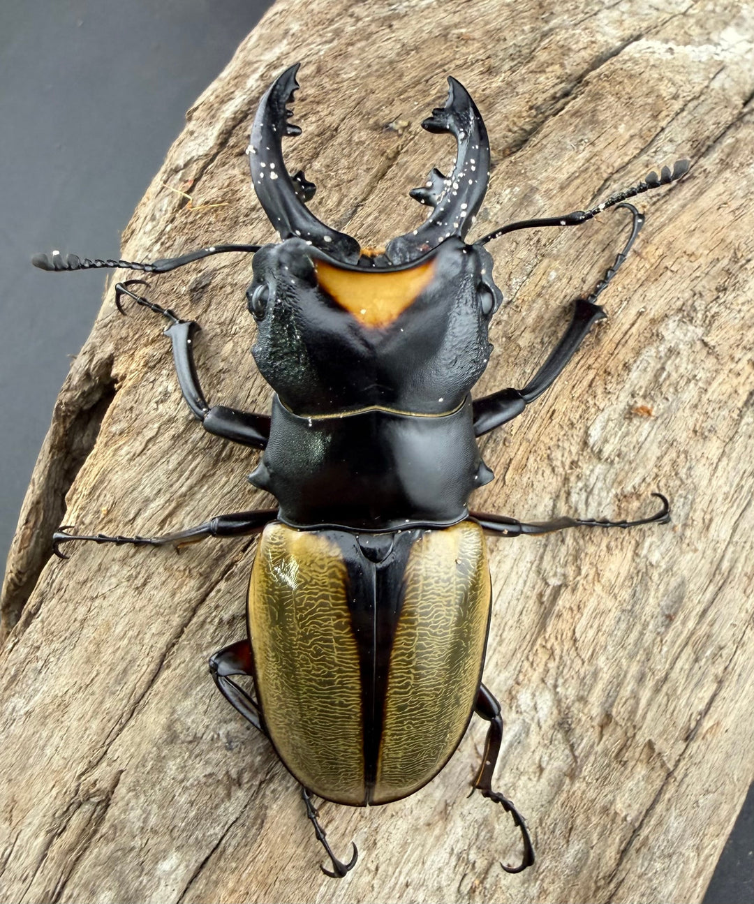 【WD】《ラコダールツヤクワガタ 66.5mm ペア》