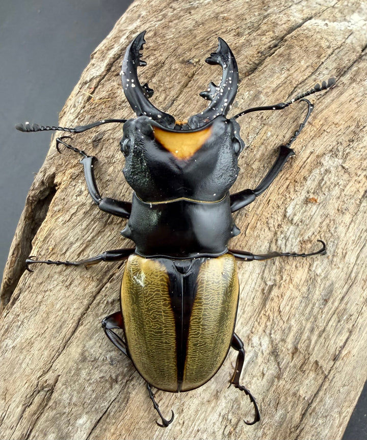 【WD】《ラコダールツヤクワガタ 66.5mm ペア》