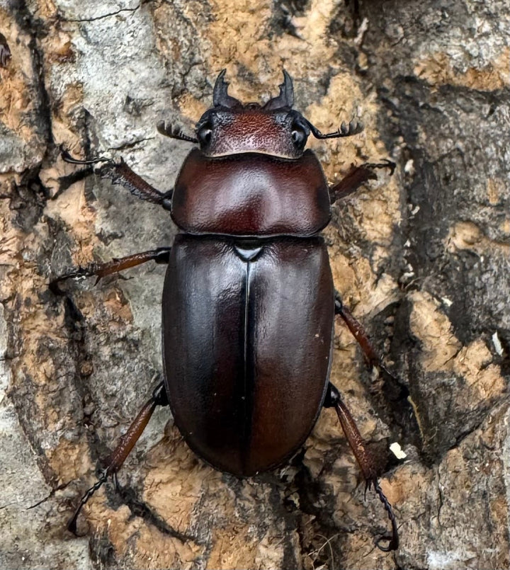 【WD】《アスタコイデスノコギリ ベンクール産 63mm ペア》