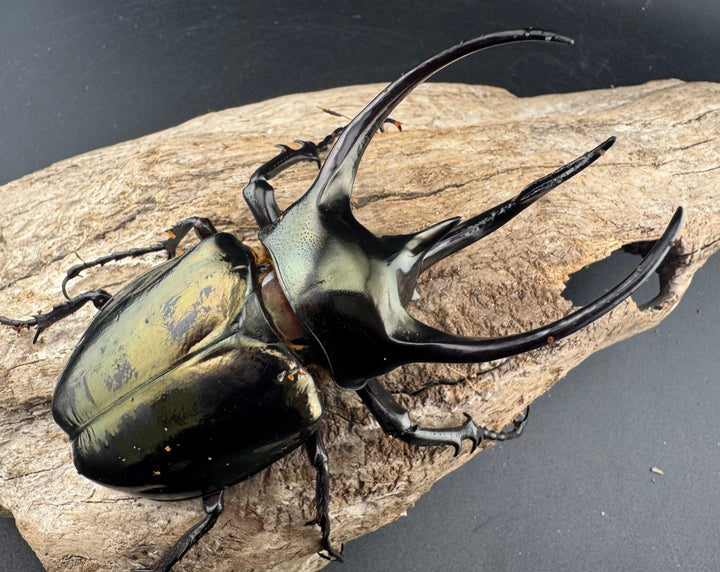 【WD】《ミンダナオアトラスオオカブト マラグサン産 95.5mm ペア》