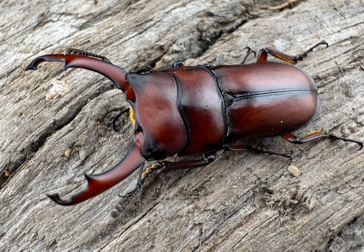 【WD】《プセウダクシスコクワ 27mm ペア》