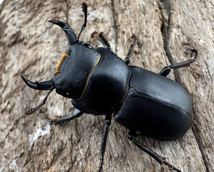 【WD】《ダビディスコクワガタ 25mm ペア》